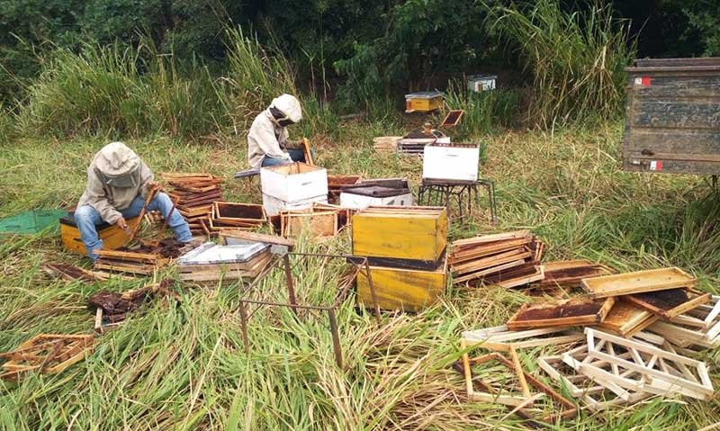 Muerte masiva de abejas por pesticidas en Santa Cruz