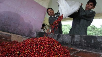 Café boliviano ante la caída de la producción internacional
