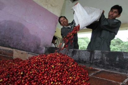 Café boliviano ante la caída de la producción internacional
