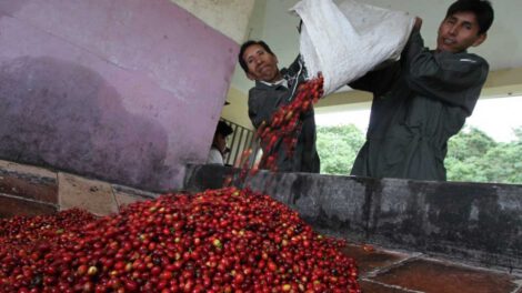 Café boliviano ante la caída de la producción internacional