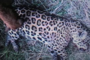 Educación ambiental en Bolivia sobre el biocidio del jaguar