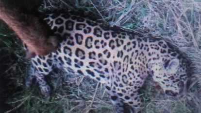 Educación ambiental en Bolivia sobre el biocidio del jaguar