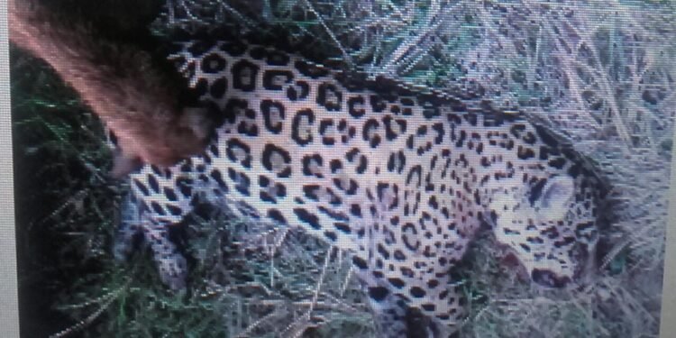 Educación ambiental en Bolivia sobre el biocidio del jaguar