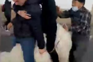 Agresión a alpaca en Chuquisaca