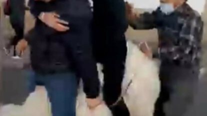 Agresión a alpaca en Chuquisaca