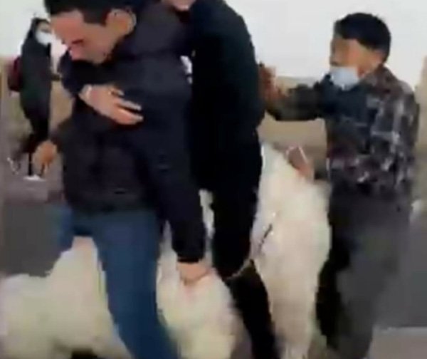 Agresión a alpaca en Chuquisaca