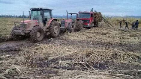 Acopio de materia prima para la molienda de azúcar