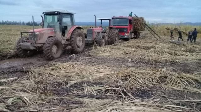 Acopio de materia prima para la molienda de azúcar