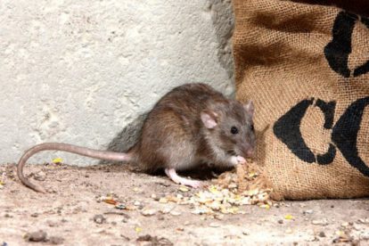 Arenavirus en Teoponte, casos y prevención