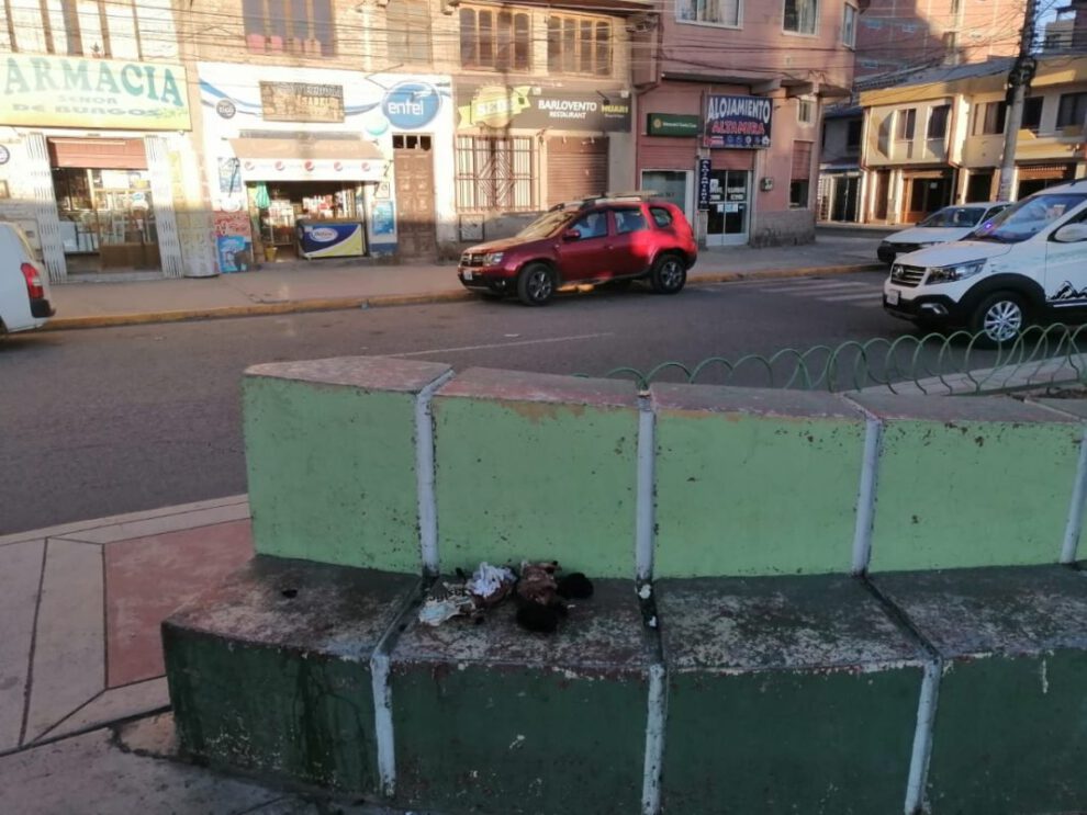 Cadáveres de cachorros encontrados en Oruro