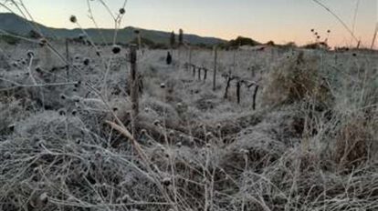 Heladas en valles cruceños afectan la producción agrícola
