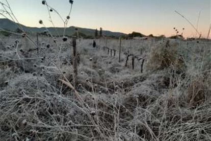 Heladas en valles cruceños afectan la producción agrícola