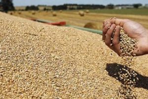 Disminución en la producción de granos debido a sequías y heladas
