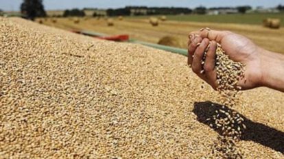 Disminución en la producción de granos debido a sequías y heladas