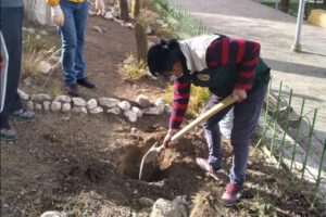 Bosquecillo de Ciruelos Rojos en el Parque Avaroa
