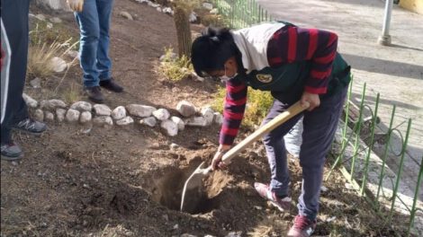 Bosquecillo de Ciruelos Rojos en el Parque Avaroa