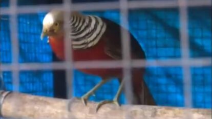 Rescate de animales silvestres en la casa de Cronembol