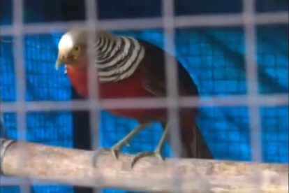 Rescate de animales silvestres en la casa de Cronembol