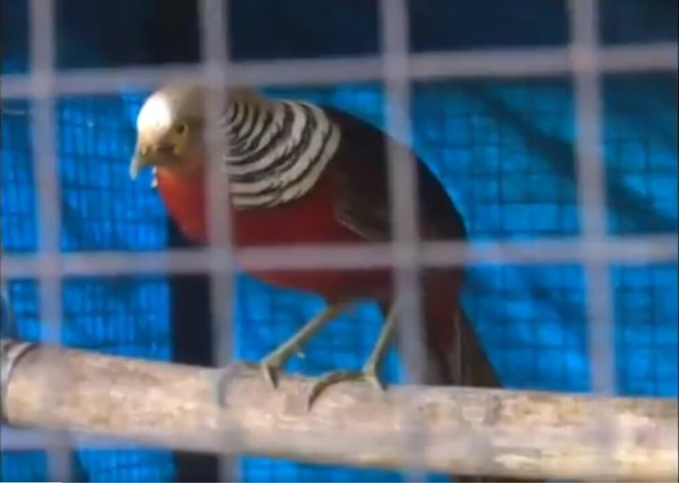 Rescate de animales silvestres en la casa de Cronembol