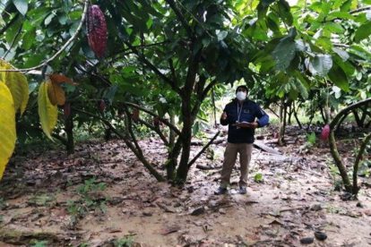 Fortalecimiento del sistema de vigilancia para cultivos de cacao