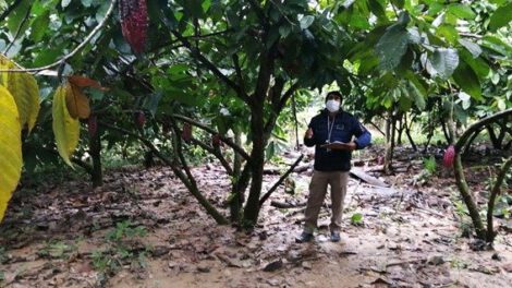 Fortalecimiento del sistema de vigilancia para cultivos de cacao