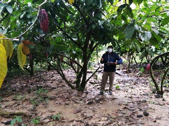 Fortalecimiento del sistema de vigilancia para cultivos de cacao