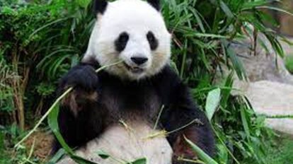Oso panda ya no clasificado como especie en peligro de extinción