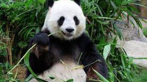 Oso panda ya no clasificado como especie en peligro de extinción