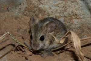 Arenavirus se contagia a través de un roedor