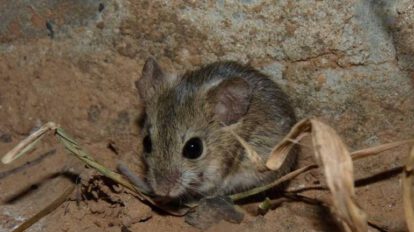 Arenavirus se contagia a través de un roedor