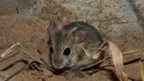 Arenavirus se contagia a través de un roedor