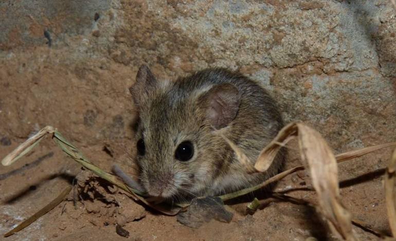 Arenavirus se contagia a través de un roedor