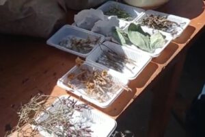 La medicina natural y la científica fueron socializadas en Caracollo