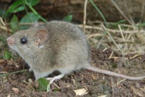 Brote de arenavirus en Los Yungas