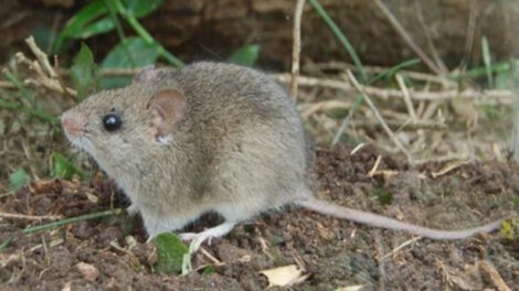 Brote de arenavirus en Los Yungas