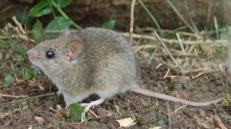 Brote de arenavirus en Los Yungas
