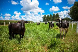 Sector agrícola afectado por bajas temperaturas en Santa Cruz