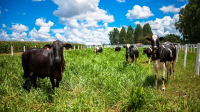 Sector agrícola afectado por bajas temperaturas en Santa Cruz