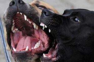 Perros atacan a joven con síndrome de Down en Sucre