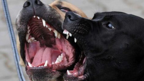 Perros atacan a joven con síndrome de Down en Sucre