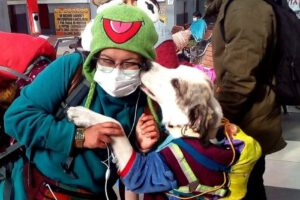Viajar con mascotas en bus desde La Paz