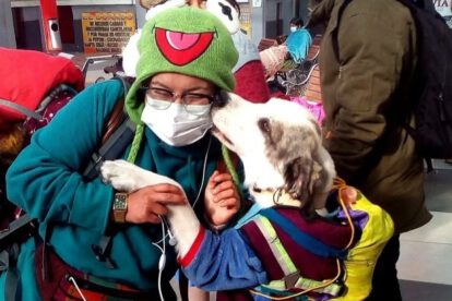 Viajar con mascotas en bus desde La Paz