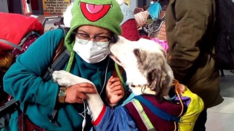 Viajar con mascotas en bus desde La Paz