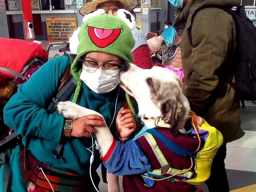 Viajar con mascotas en bus desde La Paz