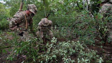 Erradicación de hoja de coca en zonas no autorizadas