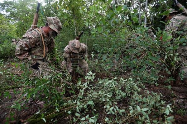 Erradicación de hoja de coca en zonas no autorizadas