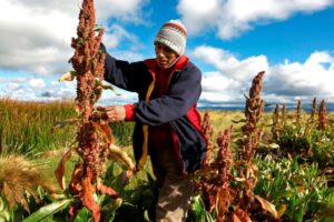 V Congreso Nacional de Productores de Quinua pide apoyo del Gobierno