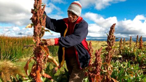 V Congreso Nacional de Productores de Quinua pide apoyo del Gobierno