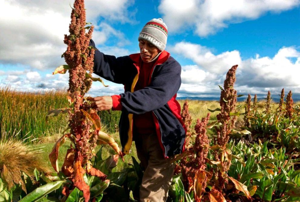 V Congreso Nacional de Productores de Quinua pide apoyo del Gobierno