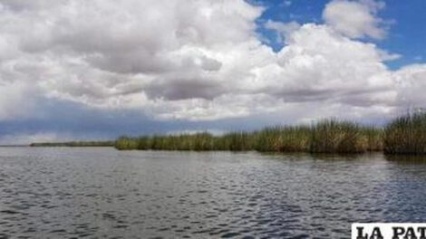 Producción de totora en Oruro